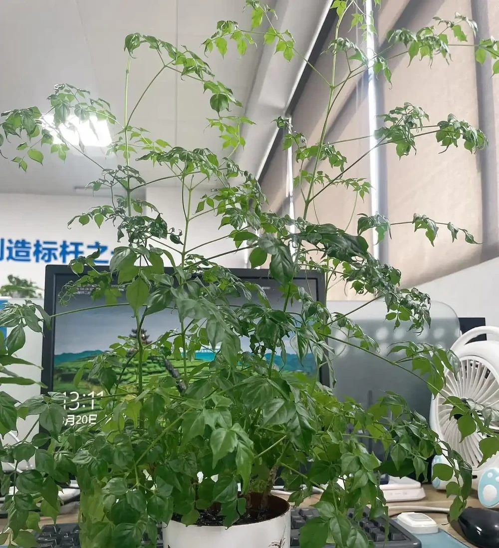 有一種痛苦叫買了「幸福樹」，以為高大上，結果卻越養越後悔