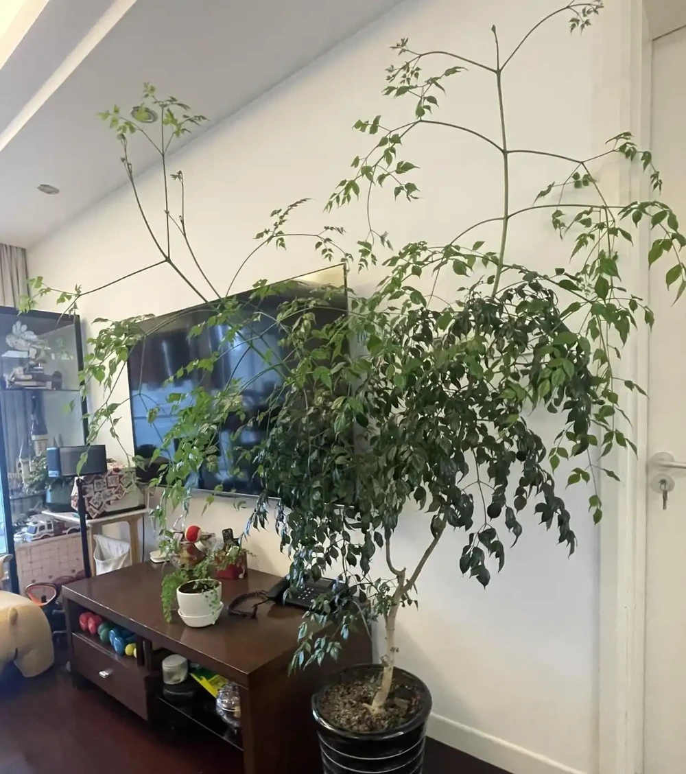 有一種痛苦叫買了「幸福樹」，以為高大上，結果卻越養越後悔