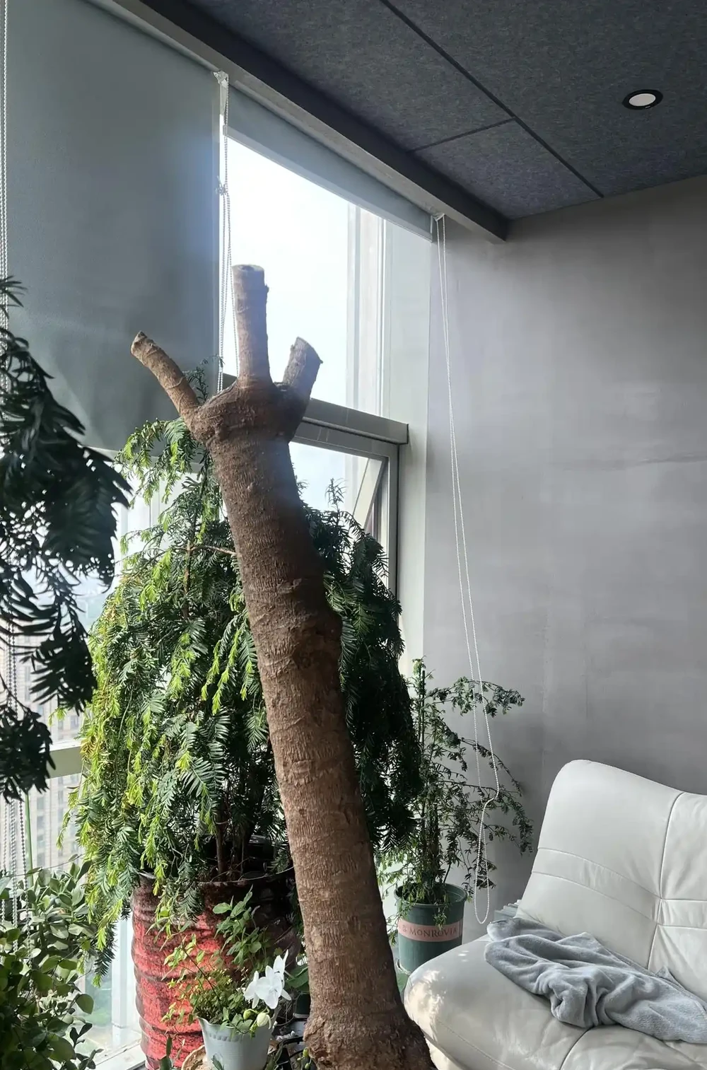 有一種痛苦叫買了「幸福樹」，以為高大上，結果卻越養越後悔