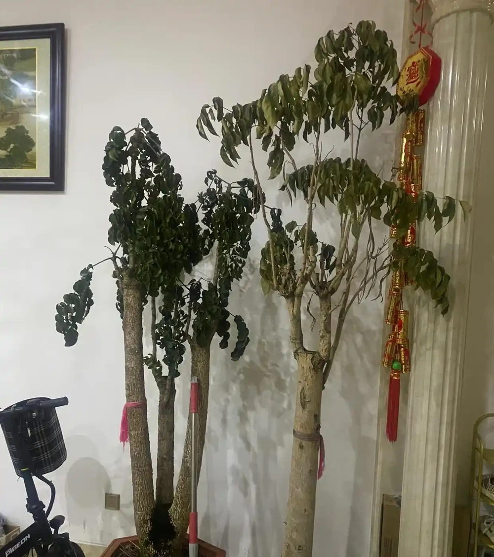 有一種痛苦叫買了「幸福樹」，以為高大上，結果卻越養越後悔