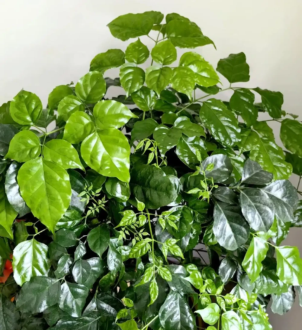 有一種痛苦叫買了「幸福樹」，以為高大上，結果卻越養越後悔