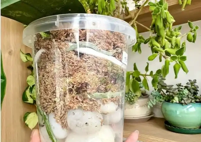 蝴蝶蘭難養根?看北京小夥如何用鵝卵石逆襲,根系強壯還開花,方法大公開