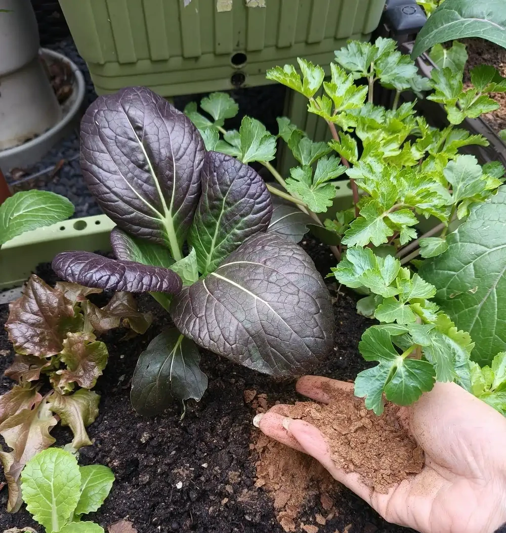 這4樣東西,千萬別放花盆裡,會死!