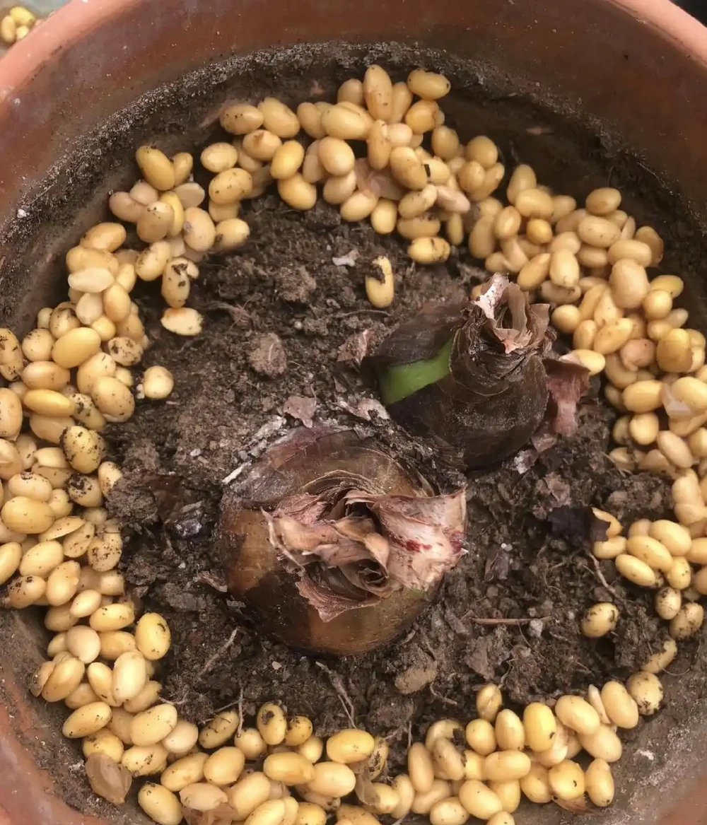 這4樣東西,千萬別放花盆裡,會死!