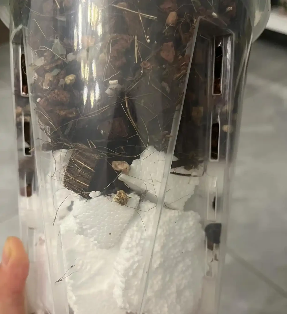 這4樣東西,千萬別放花盆裡,會死!