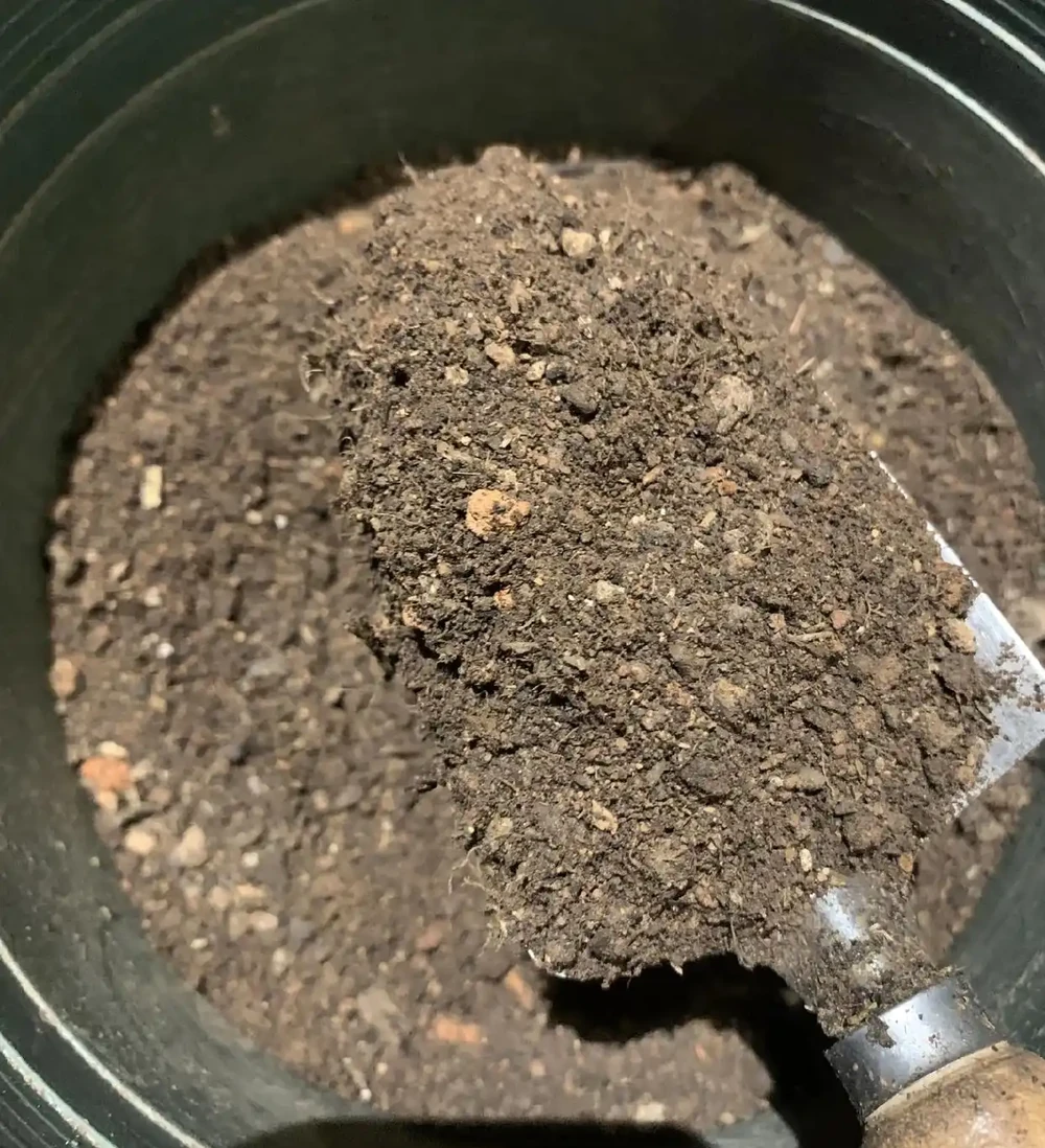 這4樣東西,千萬別放花盆裡,會死!
