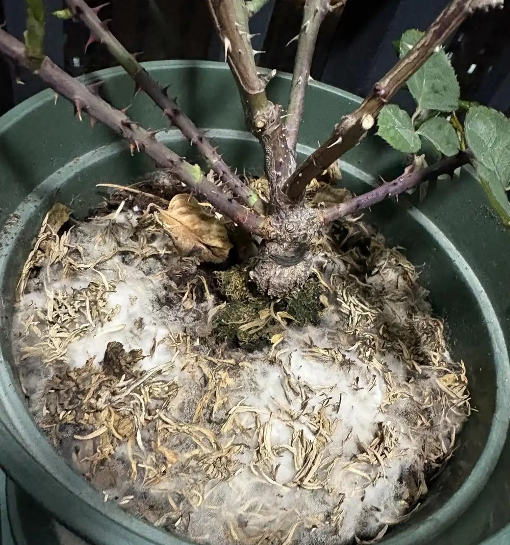 這4樣東西,千萬別放花盆裡,會死!