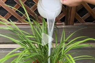 這4樣東西，千萬別放花盆裡，會死！