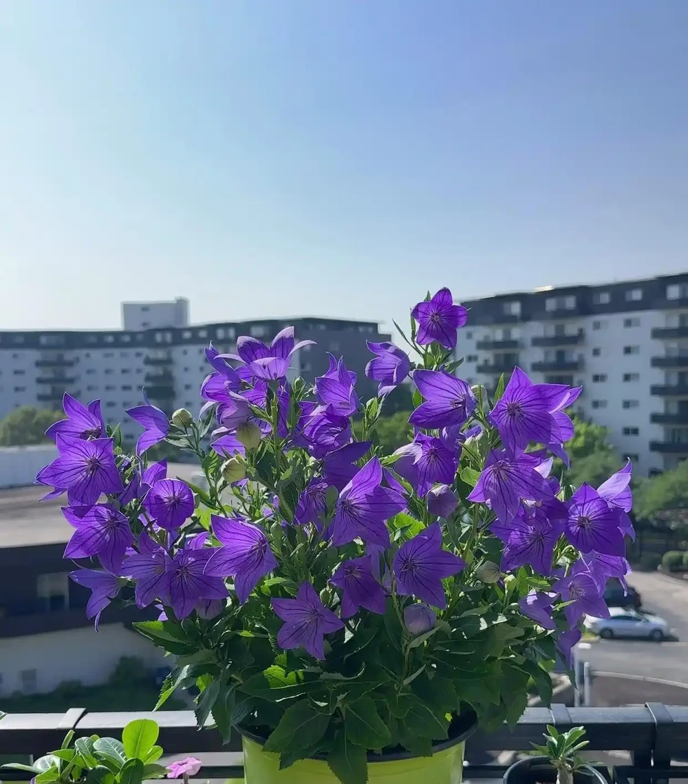多曬太陽,花色更美