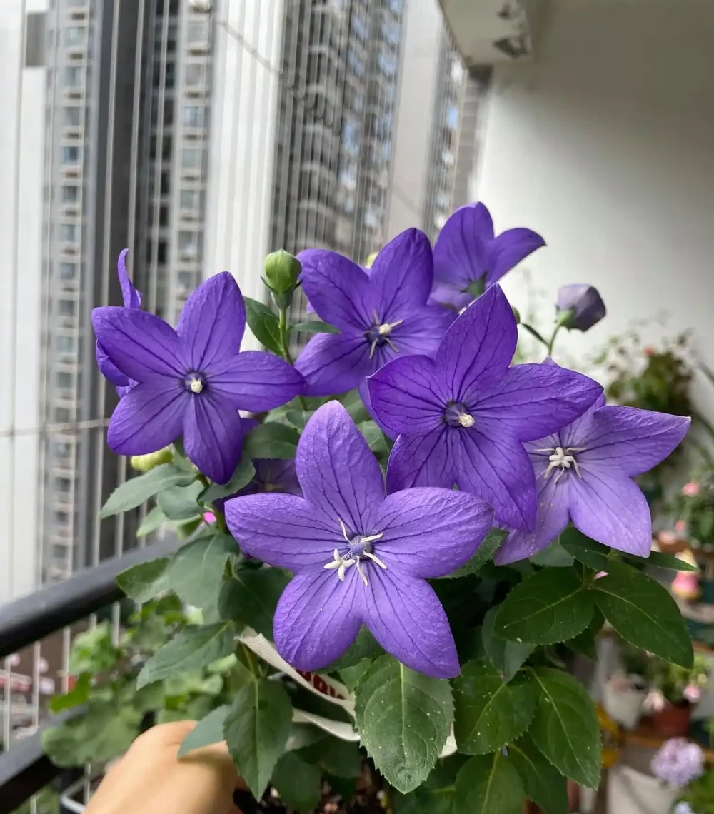 打理簡單