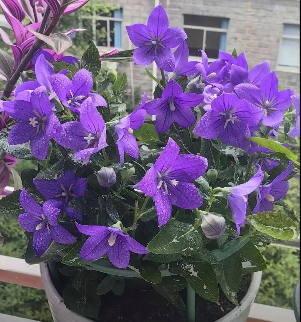 開花特別勤奮