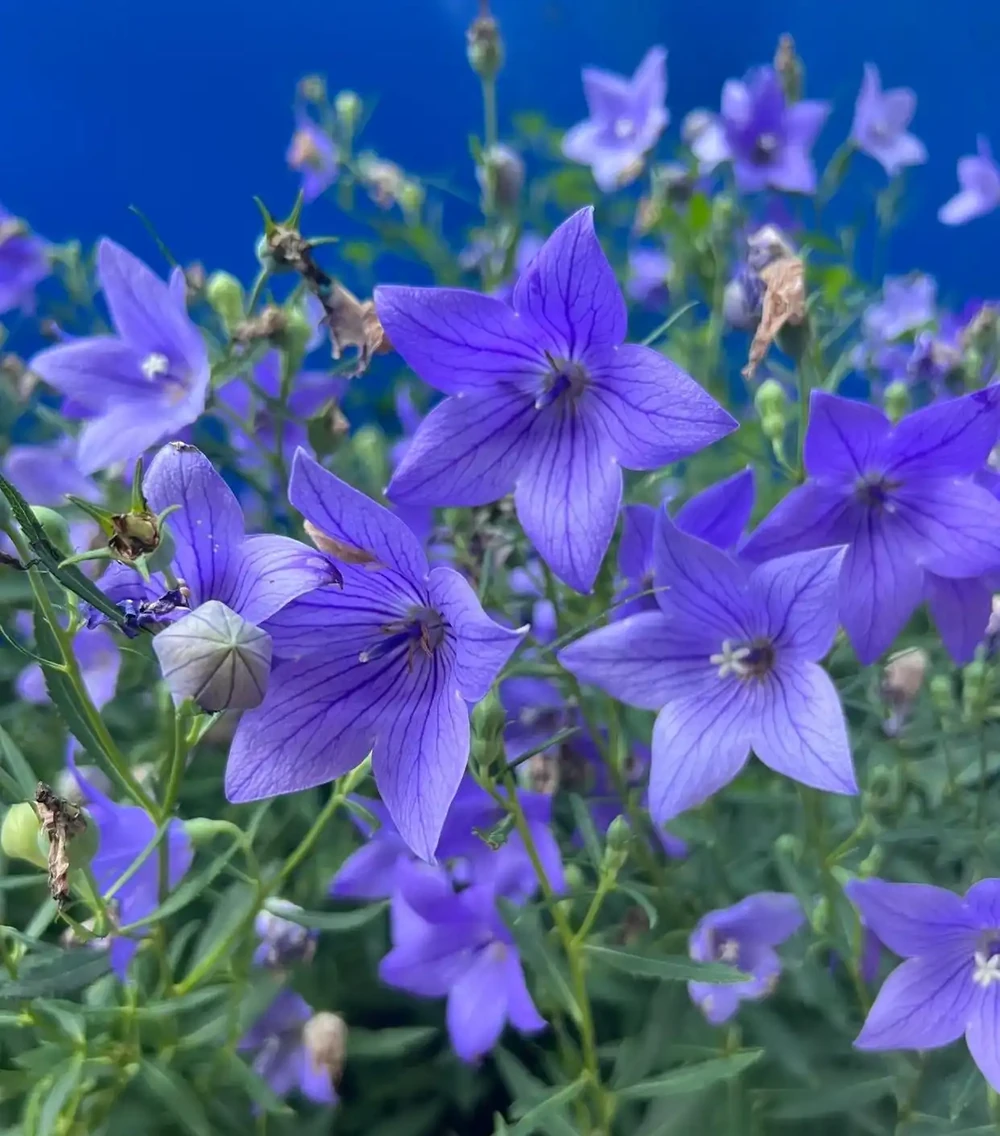 生性皮實
