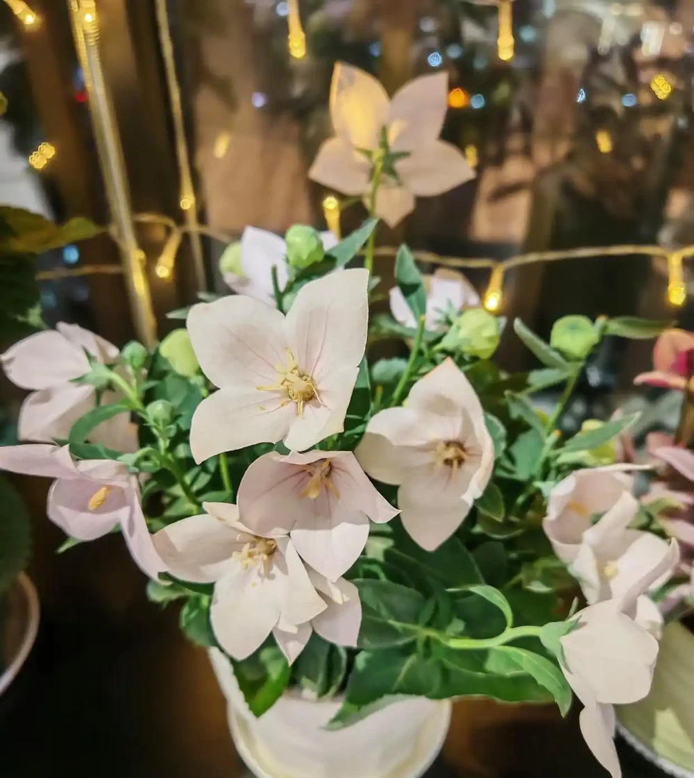 每枝必花
