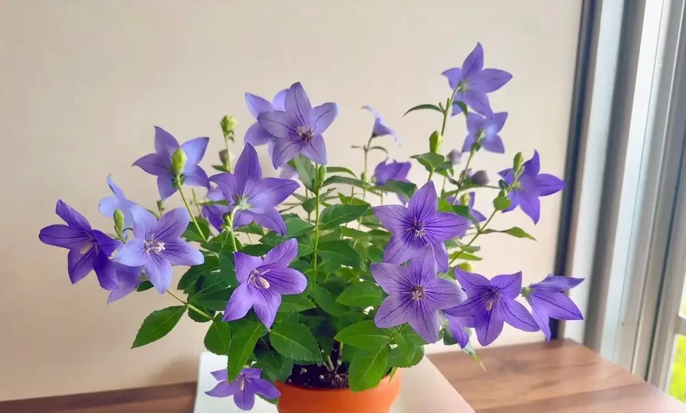 植株長這樣