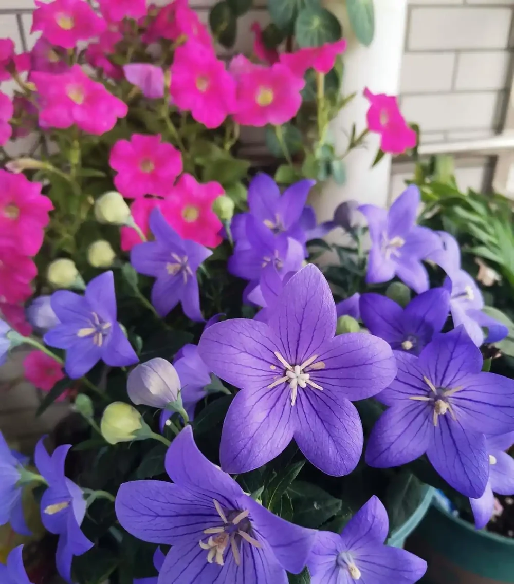 花色清新美麗