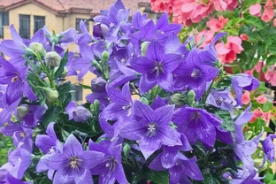 有種「零差評」盆栽花，顏值高，耐熱又耐寒，兩廣到東北都能養，除了冬天都在開花