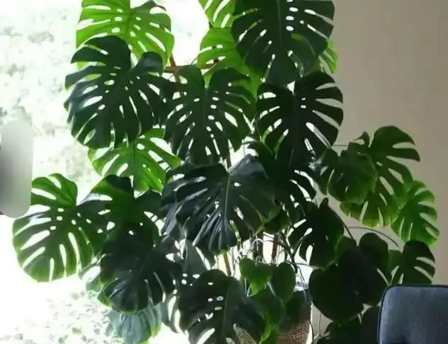 龜背芋老樁上千沒人嫌貴？學會這「2種水」交替喂，小苗一年長成「老幹部」