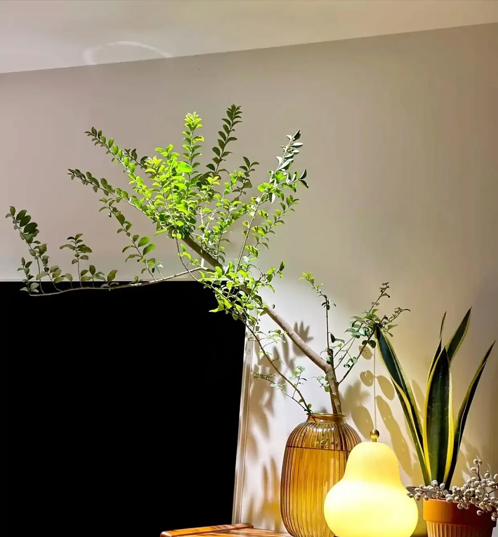 6種室內綠植，客廳玄關都適合！好養耐看還百搭，一進家門就治癒