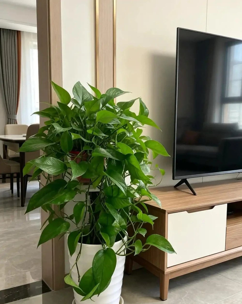 6種室內綠植，客廳玄關都適合！好養耐看還百搭，一進家門就治癒