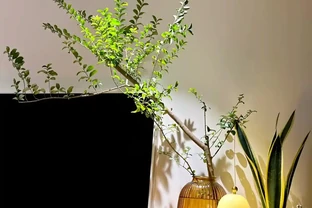 6種室內綠植，客廳玄關都適合！好養耐看還百搭，一進家門就治癒