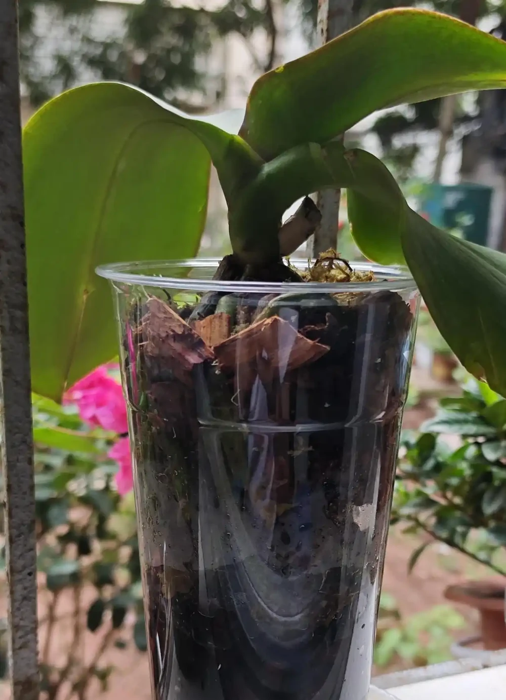 養蝴蝶蘭別再瞎折騰了!試了3種方法才發現,原來「半水耕」才是王者