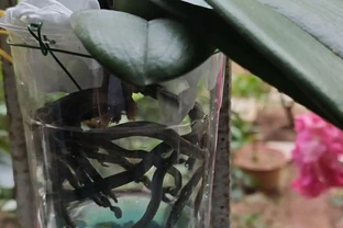 養蝴蝶蘭別再瞎折騰了！試了3種方法才發現，原來「半水耕」才是王者