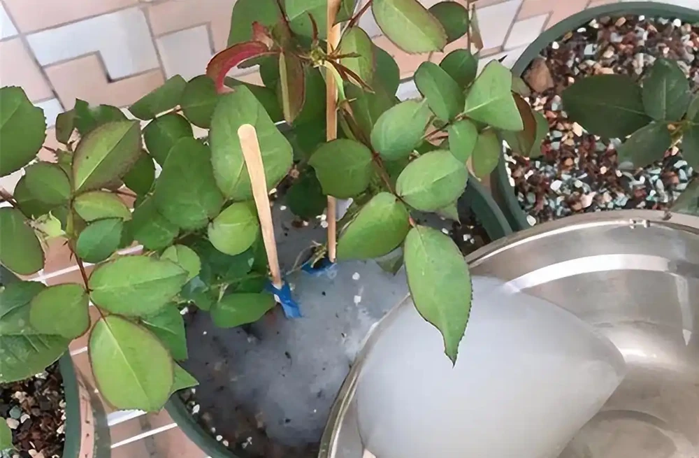 養花不用買肥料!5 月新疆自制營養液,綠植葉片油亮旺盛