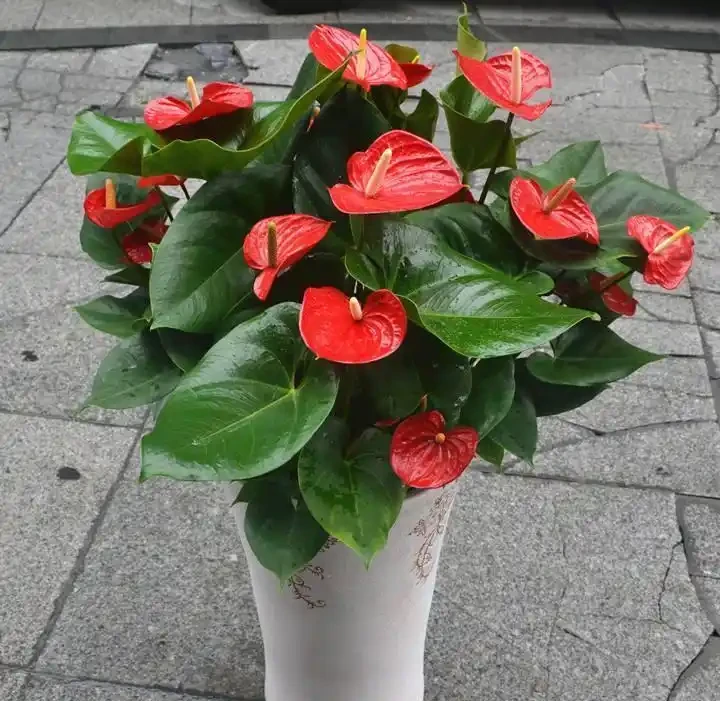 養花不用買肥料!5 月新疆自制營養液,綠植葉片油亮旺盛