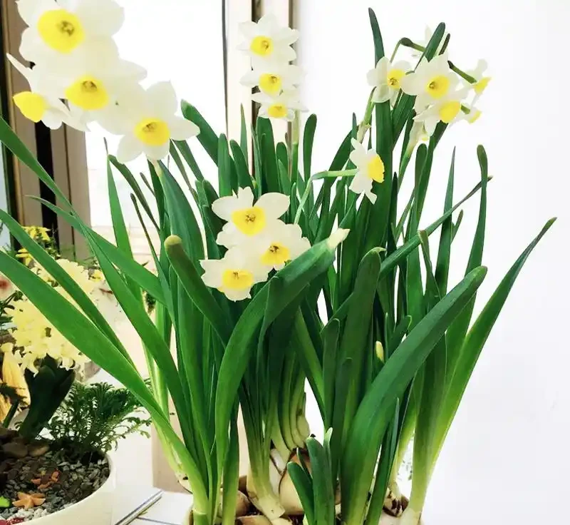 養花不用買肥料!5 月新疆自制營養液,綠植葉片油亮旺盛