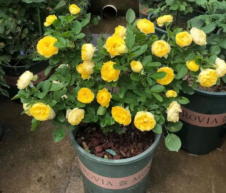 養花不用買肥料!5 月新疆自制營養液,綠植葉片油亮旺盛