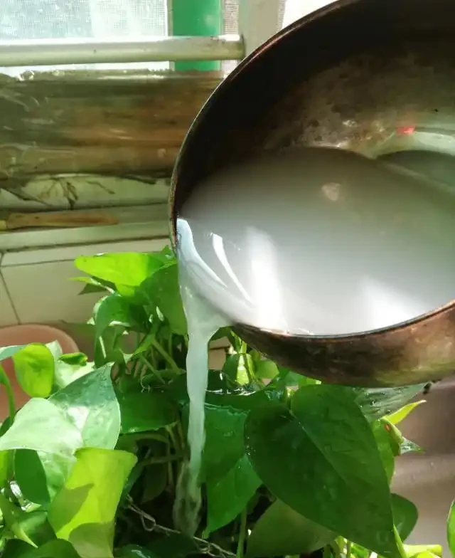 養花不用買肥料!5 月新疆自制營養液,綠植葉片油亮旺盛