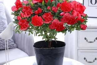 養花不用買肥料！5 月新疆自制營養液，綠植葉片油亮旺盛