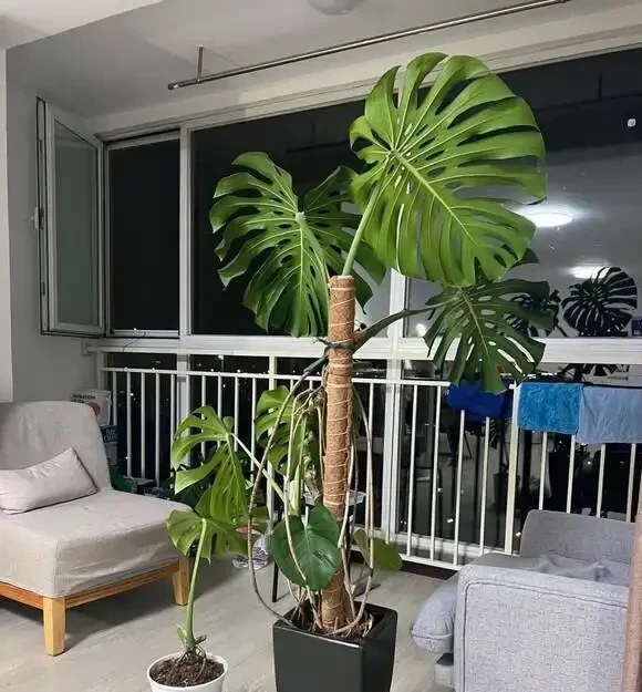 家裡養龜背芋，新手照搬這3招，葉子瘋長不停，又大又綠還發亮