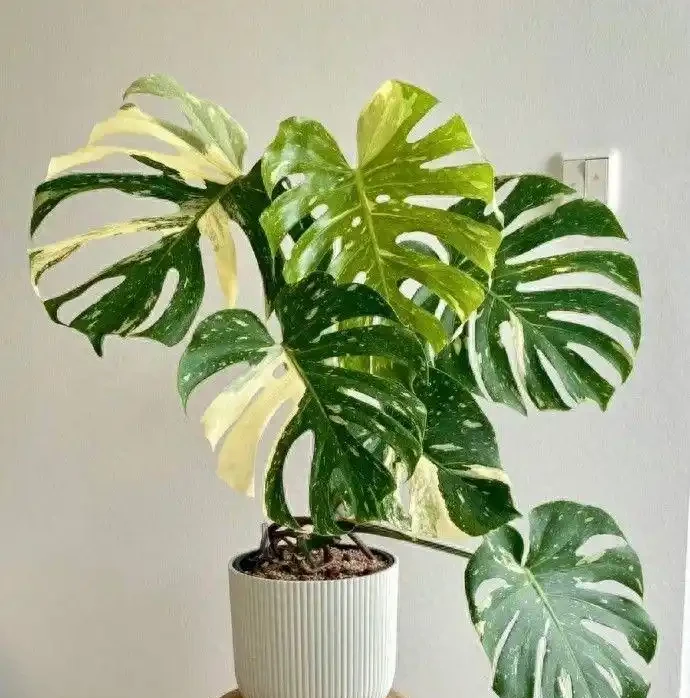 家裡養龜背芋，新手照搬這3招，葉子瘋長不停，又大又綠還發亮
