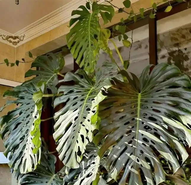 家裡養龜背芋，新手照搬這3招，葉子瘋長不停，又大又綠還發亮