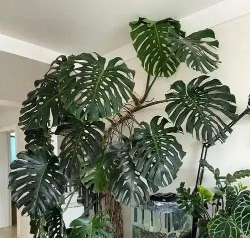 家裡養龜背芋，新手照搬這3招，葉子瘋長不停，又大又綠還發亮