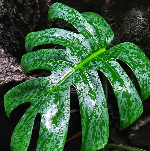 家裡養龜背芋，新手照搬這3招，葉子瘋長不停，又大又綠還發亮