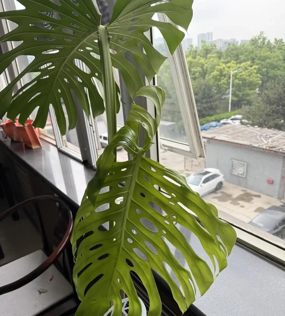 聽勸!普通家庭千萬不要買「龜背芋」,看著高階,養著卻難受