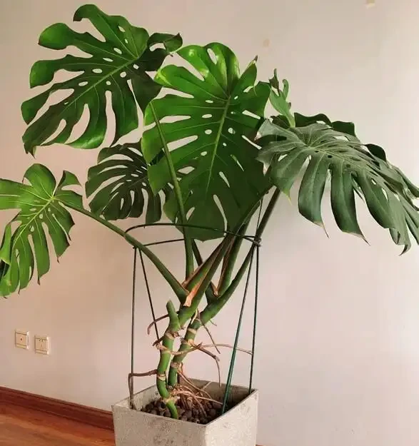 家裡養龜背芋，新手照搬這3招，葉子瘋長不停，又大又綠還發亮