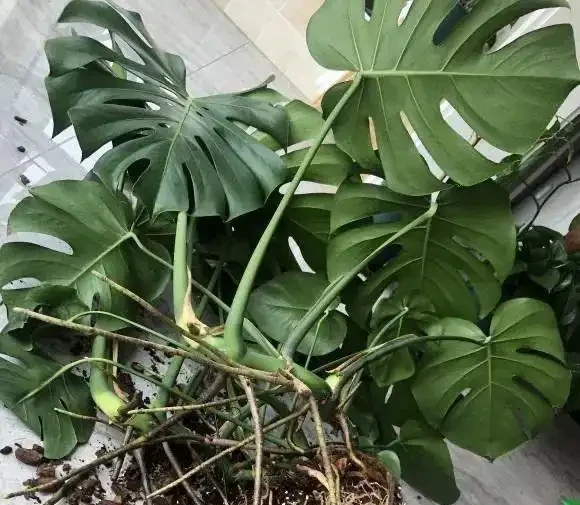 家裡養龜背芋，新手照搬這3招，葉子瘋長不停，又大又綠還發亮