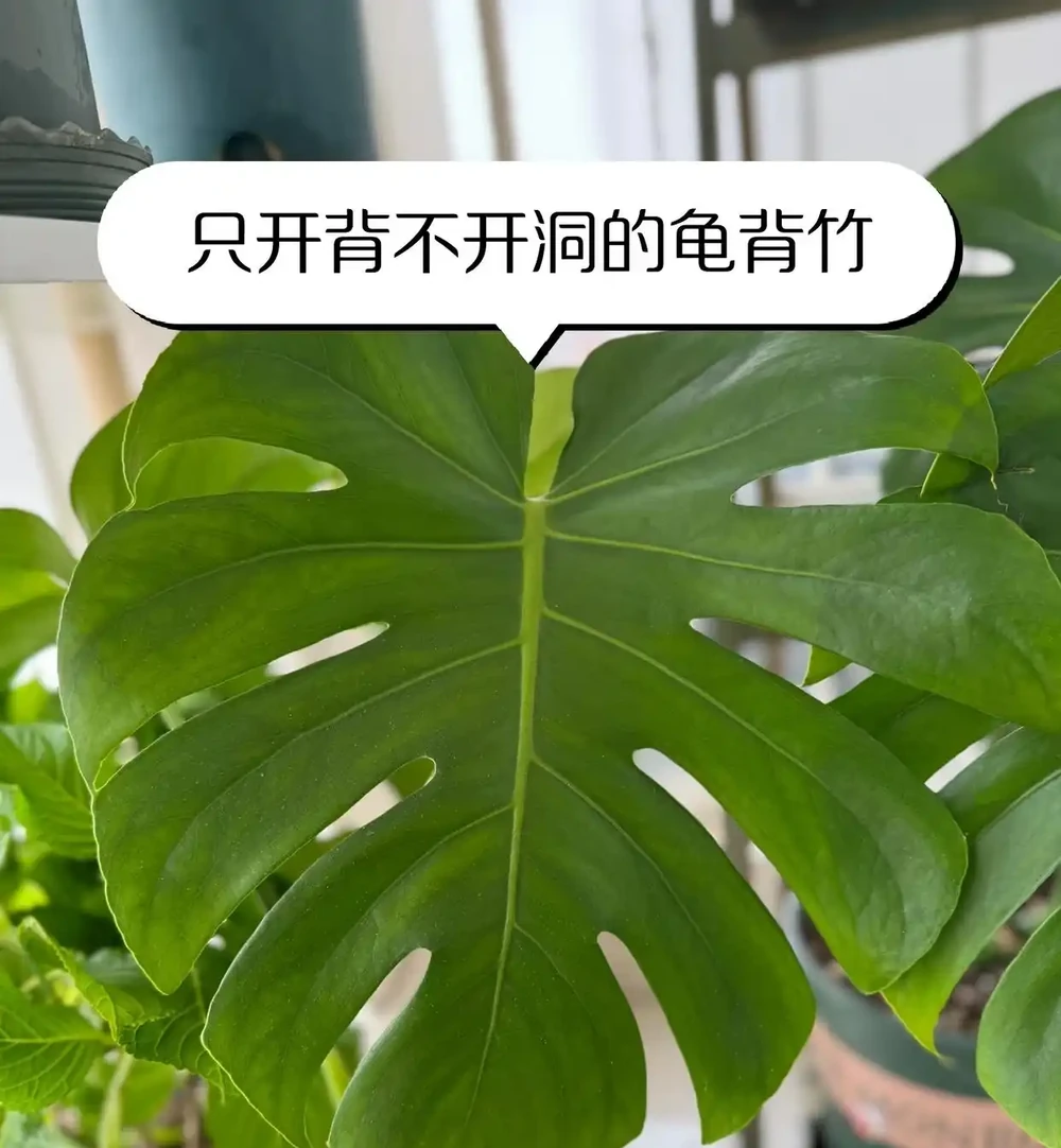 聽勸!普通家庭千萬不要買「龜背芋」,看著高階,養著卻難受
