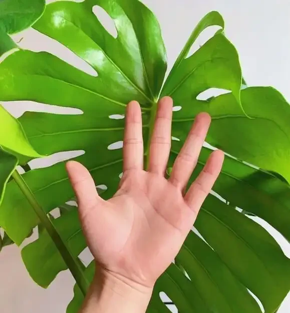 家裡養龜背芋，新手照搬這3招，葉子瘋長不停，又大又綠還發亮
