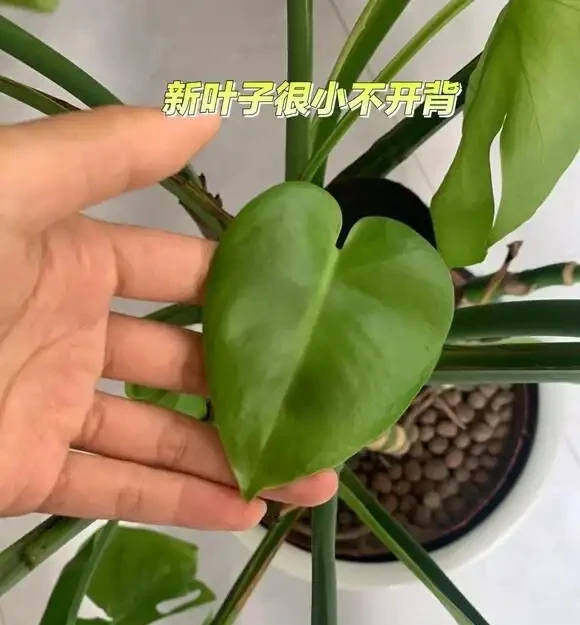 家裡養龜背芋，新手照搬這3招，葉子瘋長不停，又大又綠還發亮