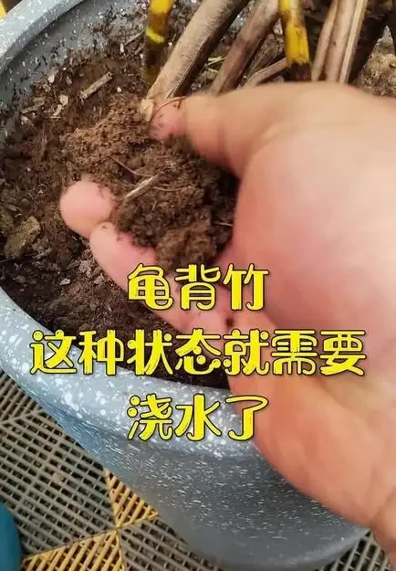 家裡養龜背芋，新手照搬這3招，葉子瘋長不停，又大又綠還發亮