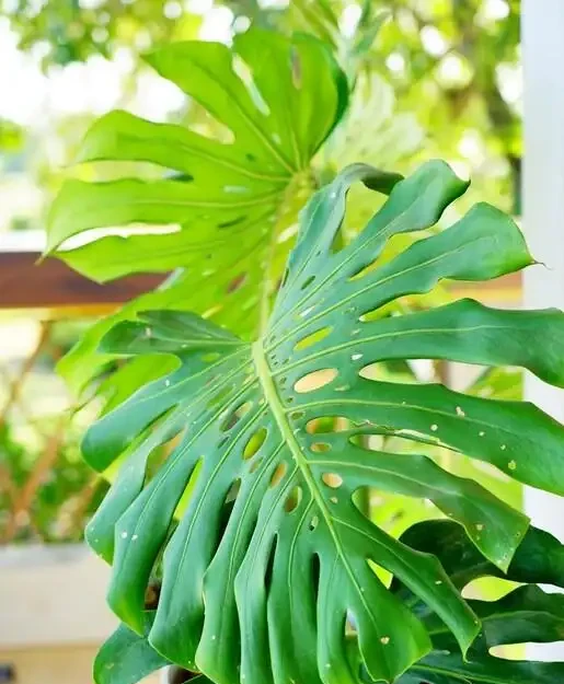 家裡養龜背芋，新手照搬這3招，葉子瘋長不停，又大又綠還發亮