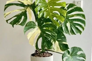家裡養龜背芋，新手照搬這3招，葉子瘋長不停，又大又綠還發亮