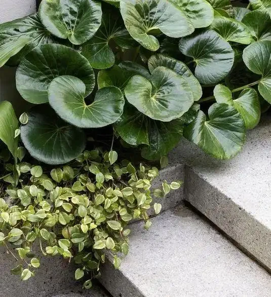 院子想要四季常青？這份常綠植物清單請收好，照著種準沒錯！