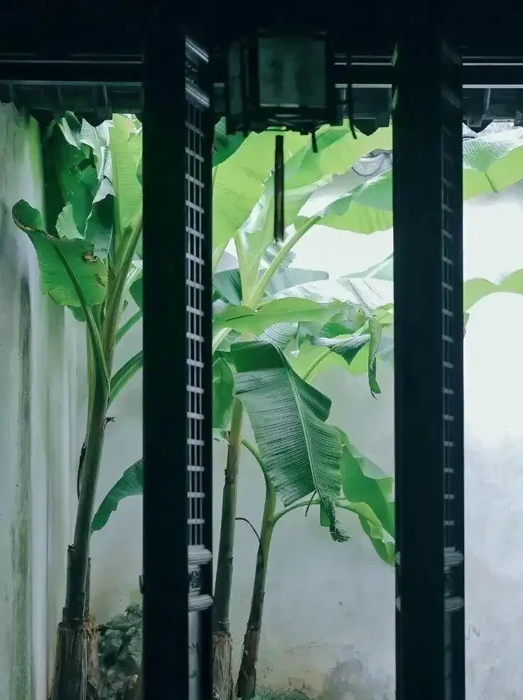 院子想要四季常青？這份常綠植物清單請收好，照著種準沒錯！