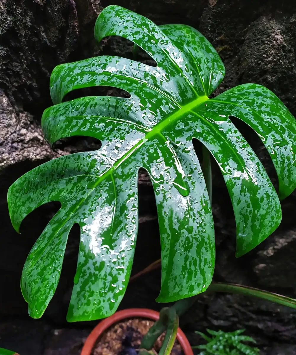 龜背芋施什麼肥最好？用錯葉子全蔫，試試這招四季油亮