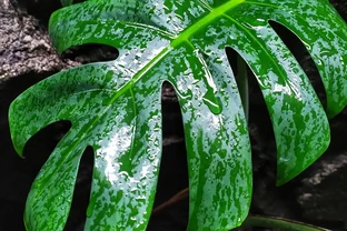 龜背芋施什麼肥最好？用錯葉子全蔫，試試這招四季油亮